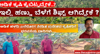 ಅಡಿಕೆ ಹಳದಿ ಎಲೆರೋಗದ ತೋಟದಲ್ಲಿ ಯುವಕ ಕೃಷಿಕನ ಸಾಹಸ