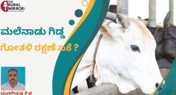 ಮಲೆನಾಡ ಗಿಡ್ಡ ತಳಿಯ ಗೋರಕ್ಷಣೆ ಅನಿವಾರ್ಯತೆ ಏಕೆ..? | ಅವುಗಳ ಮಹತ್ವ ಏನು ? ಜೀವಾಮೃತದಿಂದ ಅಡಿಕೆ ತೋಟ ಏನಾಯ್ತ..?