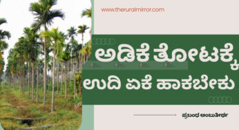 ಅಡಿಕೆ ತೋಟಕ್ಕೆ ಉದಿ ಏಕೆ ಹಾಕಬೇಕು…?