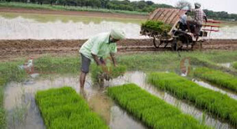 ಚಿಕ್ಕಮಗಳೂರು ಜಿಲ್ಲೆಯ ರೈತ ಸಂಪರ್ಕ ಕೇಂದ್ರಗಳಲ್ಲಿ ಬಿತ್ತನೆ ಬೀಜ ಲಭ್ಯ