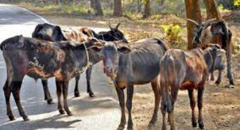 ಮಲೆನಾಡಗಿಡ್ಡ ಉಳಿಸುವ ಆಂದೋಲನಕ್ಕೆ ತೊಡಗುವ ಅನಿವಾರ್ಯತೆ ಇದೆ | ಯಾಕೆ ಗೊತ್ತಾ…?