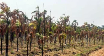 ಇನ್ನೂ ಬಾರದ ಮಳೆ… | ಬರಗಾಲದ ಹೊಡೆತಕ್ಕೆ ಹಾವೇರಿಯ ಅಡಿಕೆ ಬೆಳೆಗಾರರು ಕಂಗಾಲು |