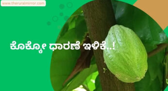 ಕೊಕ್ಕೋ ಧಾರಣೆ ಇಳಿಕೆ | ವಾರದಲ್ಲಿ 100 ರೂಪಾಯಿ ಕುಸಿತ ಕಂಡ ಕೊಕ್ಕೋ ಧಾರಣೆ |