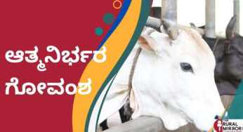 ಆತ್ಮನಿರ್ಭರ ಗೋವಂಶ | ಮಲೆನಾಡಗಿಡ್ಡ ಹಸು ನಮಗೆ ಹಲವು ಪಾಠ ಕಲಿಸಬಲ್ಲವು..!
