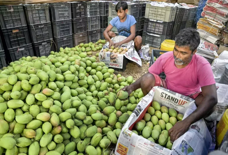 ಕೋಲಾರದ 54 ಸಾವಿರ ಹೆಕ್ಟೇರ್‌ನಲ್ಲಿ ಮಾವು ಬೆಳೆ | ಈ ಬಾರಿ ಮಾವು ಬೆಳೆ ಧಾರಣೆ ತೀವ್ರ ಕುಸಿತ