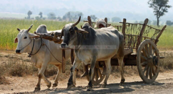 ಮಾಯಾಮೃಗ ಮಾಯಾಮೃಗ ಮುರಗ ವಧೆಯ (ಮರುವಾಸೆಯ) ಮಾಯಾಮೃಗ‌ | ಮಾಲಿನ್ಯ ರಹಿತ ಪರಿಸರ ಸ್ನೇಹಿ ಈ ಎತ್ತಿನ ಗಾಡಿ |