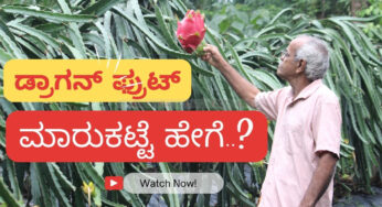 ಕರಾವಳಿಯಲ್ಲಿ ಡ್ರ್ಯಾಗನ್ ಫ್ರುಟ್‌ ಕೃಷಿ ಹಾಗೂ ಮಾರುಕಟ್ಟೆ