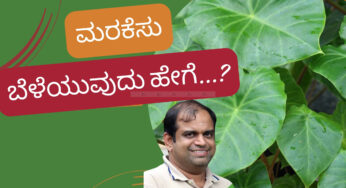 ಮನೆಯಲ್ಲಿ ಮರ ಕೆಸ ಬೆಳೆಸುವುದು ಹೇಗೆ..?