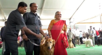 ದಸರಾ ಅಂಗವಾಗಿ ಶ್ವಾನಗಳ ಪ್ರದರ್ಶನ ಸ್ಪರ್ಧೆ | 45 ತಳಿಯ ಶ್ವಾನಗಳಿಂದ ಪ್ರದರ್ಶನ | ಸುಧಾಮೂರ್ತಿ ಅವರ ಪ್ರೀತಿಯ ಶ್ವಾನ ‘ಗೋಪಿ’ ಕೂಡ ಭಾಗಿ |