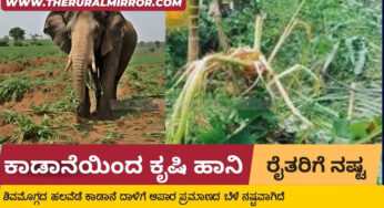ಮಲೆನಾಡಿನಲ್ಲಿ ಕಾಡಾನೆಗಳ ಕಾಟ | ಅಪಾರ ಪ್ರಮಾಣದ ಬೆಳೆ ಹಾನಿ