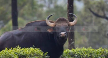 ಕಾಡು ಪ್ರಾಣಿಗಳ ಹಾವಳಿ ತಪ್ಪಿಸುವಂತೆ ಒತ್ತಾಯಿಸಿ ಕಳಸ ಬಂದ್ |
