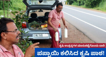 ಪಪ್ಪಾಯಿ ಕೃಷಿ ಕಲಿಸಿದ ಪಾಠ