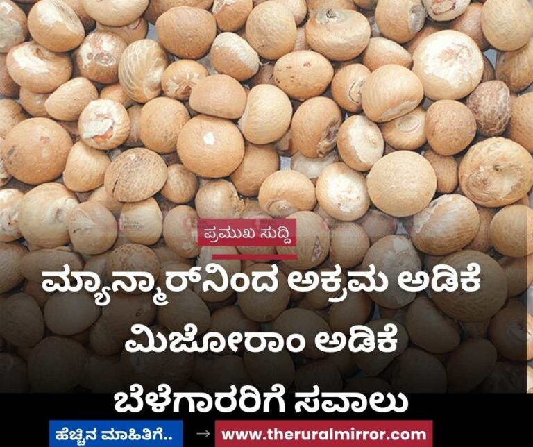 ಮ್ಯಾನ್ಮಾರ್‌ನಿಂದ ಅಕ್ರಮ ಅಡಿಕೆ ಆಮದು | ಮಿಜೋರಾಂ ಅಡಿಕೆ ಬೆಳೆಗಾರರಿಗೆ ಸವಾಲು