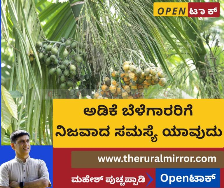 ಅಡಿಕೆ ಬೆಳೆಗಾರರಿಗೆ ನಿಜವಾದ ಸಮಸ್ಯೆ ಯಾವುದು ? ಮುಂದೆ ಇರುವ ಸವಾಲುಗಳು ಯಾವುದು ?