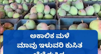 ಅಕಾಲಿಕ ಮಳೆ | ಮಾವು ಇಳುವರಿ ಕುಸಿತ | ಬೆಲೆ ಕುಸಿತ | ರೈತರಿಗೆ ನಿರಾಸೆ |