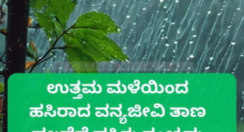 ಉತ್ತಮ ಮಳೆಯಿಂದ ಹಸಿರಾದ ವನ್ಯಜೀವಿ ತಾಣ | ಚಾಮರಾಜನಗರ ಜಿಲ್ಲೆಯ ಹಲವೆಡೆ ಹಸಿರು ಸಂಭ್ರಮ