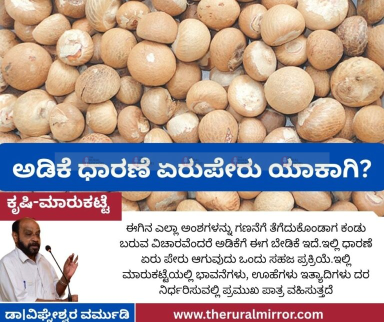 ಅಡಿಕೆ ಧಾರಣೆ ಏರುಪೇರು ಯಾಕಾಗಿ?