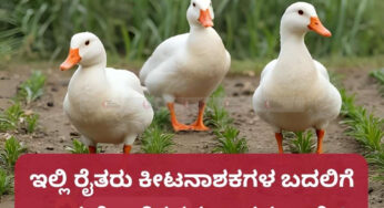 ಇಲ್ಲಿ ರೈತರು ಕೀಟನಾಶಕಗಳ ಬದಲಿಗೆ ಬಾತುಕೋಳಿಗಳನ್ನು ಬಳಸುತ್ತಾರೆ..!
