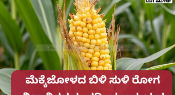 ಹಾಸನ ಜಿಲ್ಲೆಯಲ್ಲಿ ಮೆಕ್ಕೆಜೋಳದ ಬಿಳಿ ಸುಳಿ ರೋಗದ ಅಧ್ಯಯನಕ್ಕಾಗಿ ವಿಜ್ಞಾನಿಗಳ ತಂಡದಿಂದ ಅಧ್ಯಯನ
