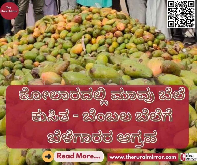 ಕೋಲಾರದಲ್ಲಿ ಮಾವು ಬೆಲೆ ಕುಸಿತ | 15,000 ಬೆಂಬಲ ಬೆಲೆ ಘೋಷಿಸುವಂತೆ ಬೆಳೆಗಾರರ ಆಗ್ರಹ